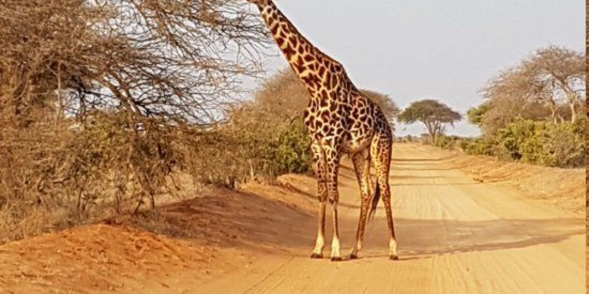 Tsavo East (Tsavo National Park East) - All You Need to Know BEFORE You Go (1)